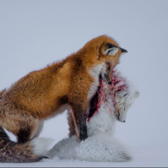 Gázos a BBC Wildlife Photographer of the Year díjazott fotója