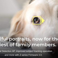 Nikon Z-re is megérkezett az Animal Eye-AF